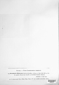 Pestalotiopsis palmarum image